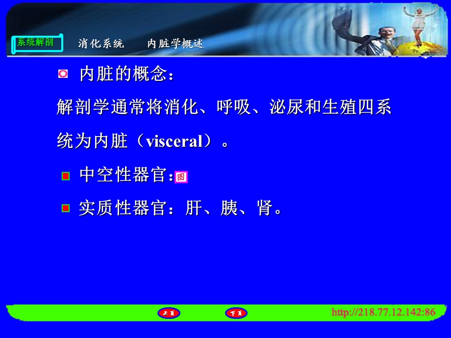 人体解剖消化系统(内脏学概述、口腔、咽).ppt_第3页