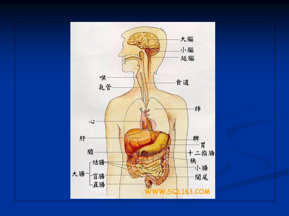 乙肝基础知识讲座.ppt_第2页