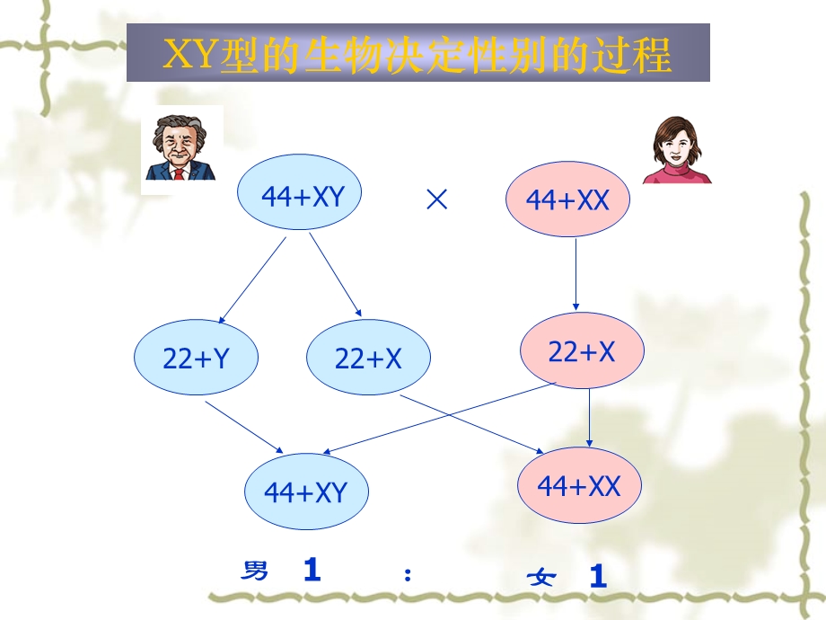 人教必修二第2章基因和染色体的关系第3节伴性遗传.ppt_第2页