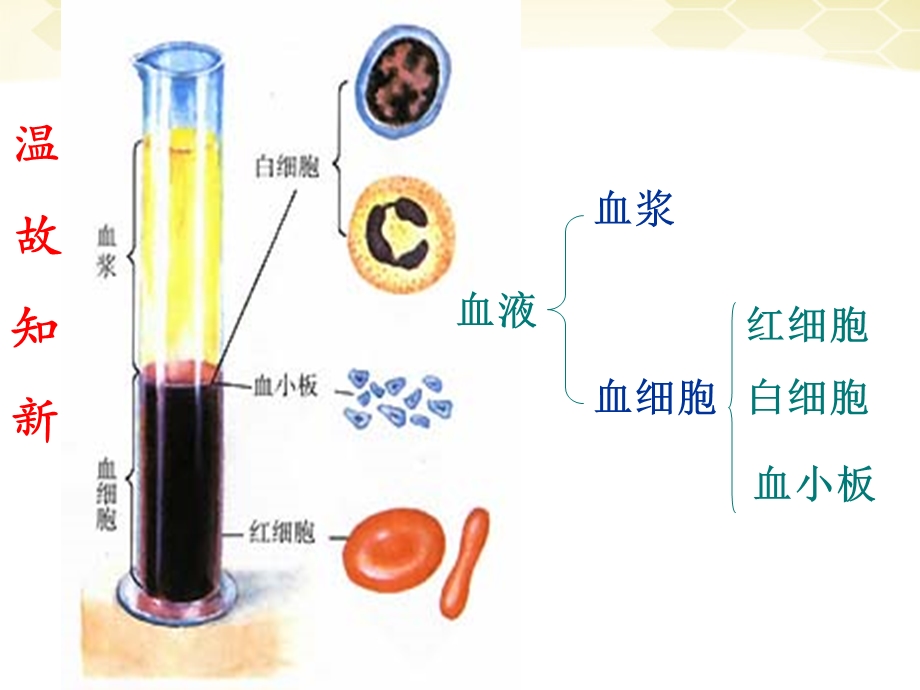 人教版七年级生物下册输血和血型课件.ppt_第2页