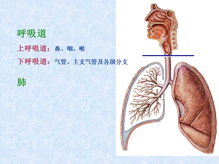 人体解剖学之呼吸系统.ppt_第2页