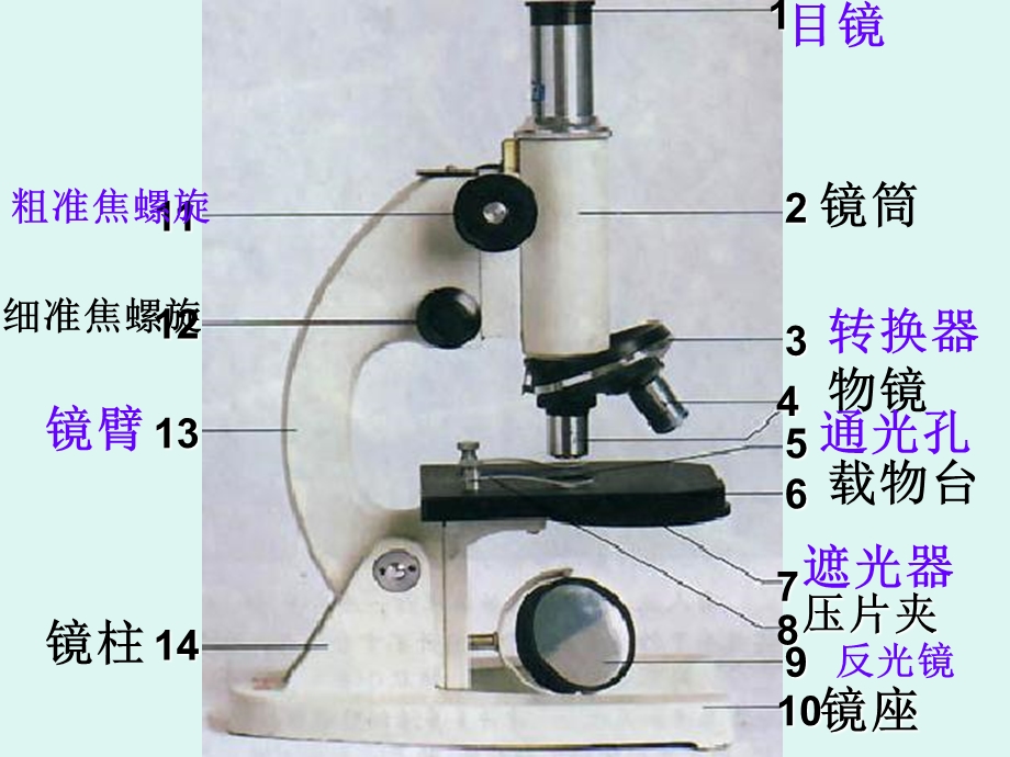 主题2生物体的结构层次.ppt_第2页