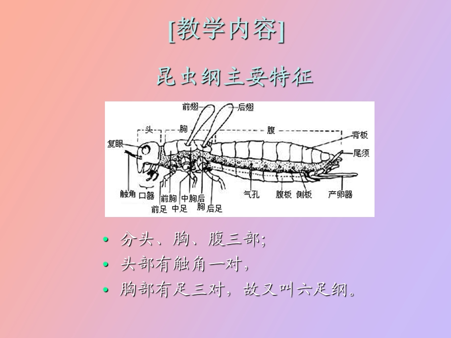 人体寄生虫学蚊.ppt_第3页