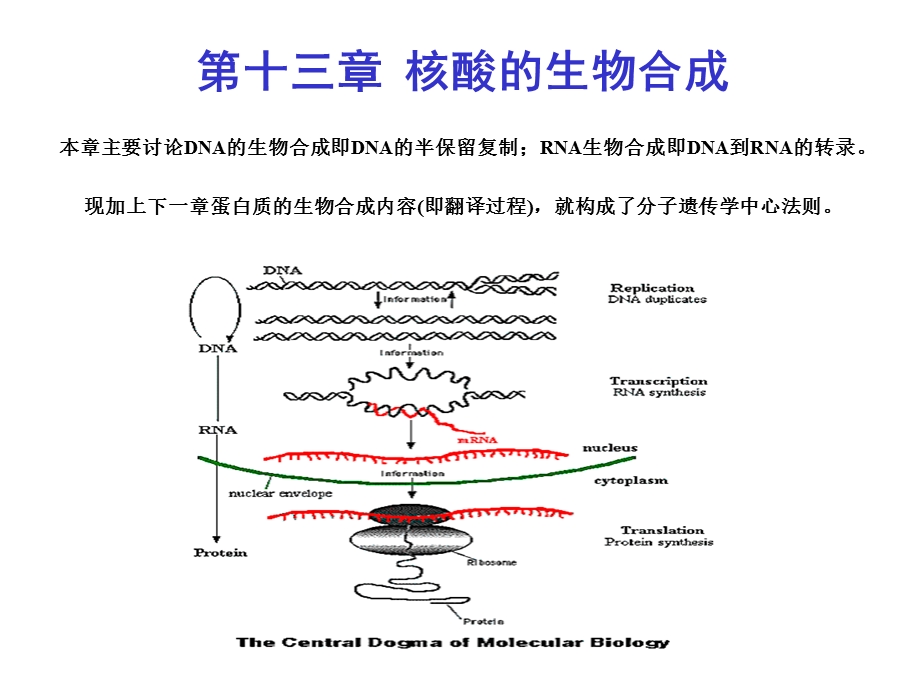 主要讨论DNA的生物合成即DNA的半保留复制.ppt_第1页