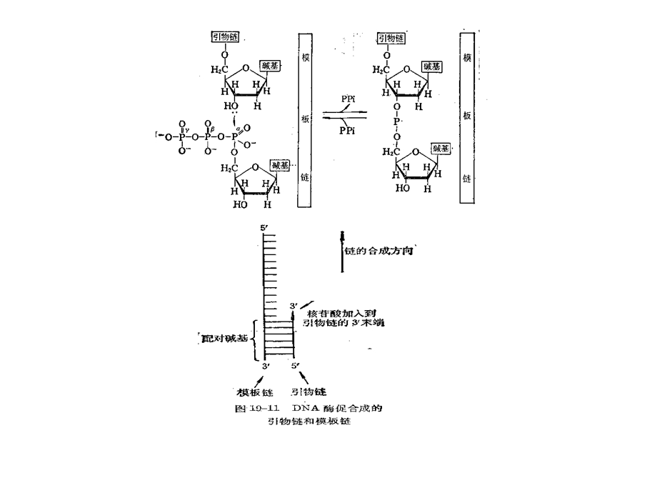 主要讨论DNA的生物合成即DNA的半保留复制.ppt_第3页