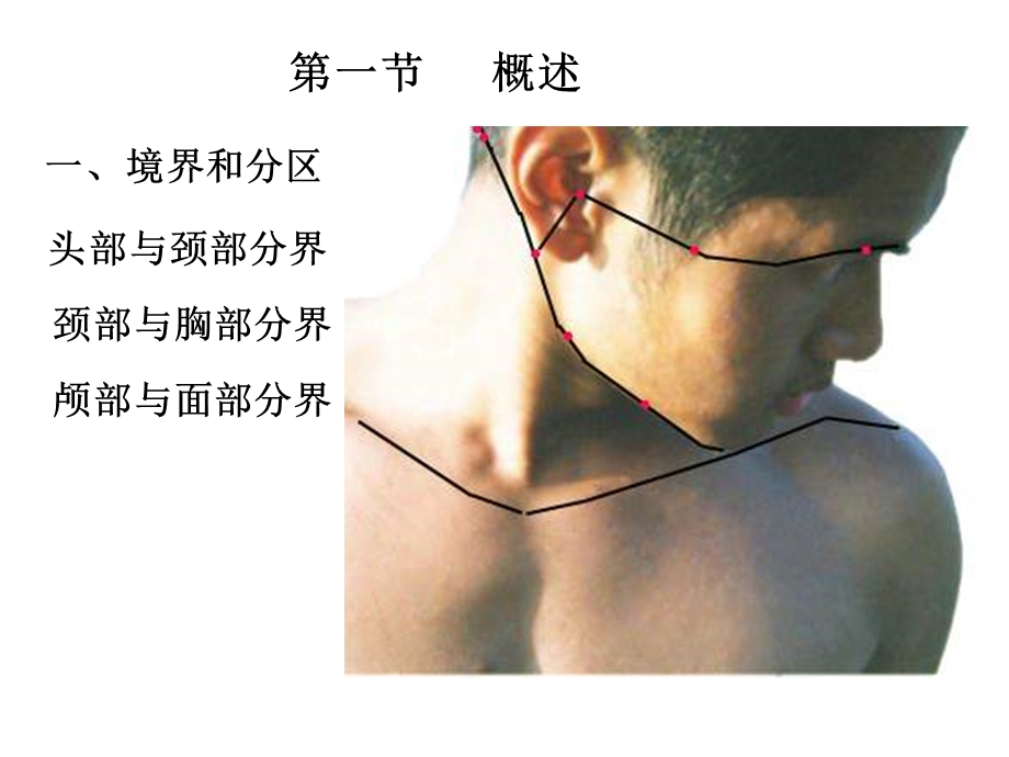 临床医学五年制局部解剖学课件头部.ppt_第3页