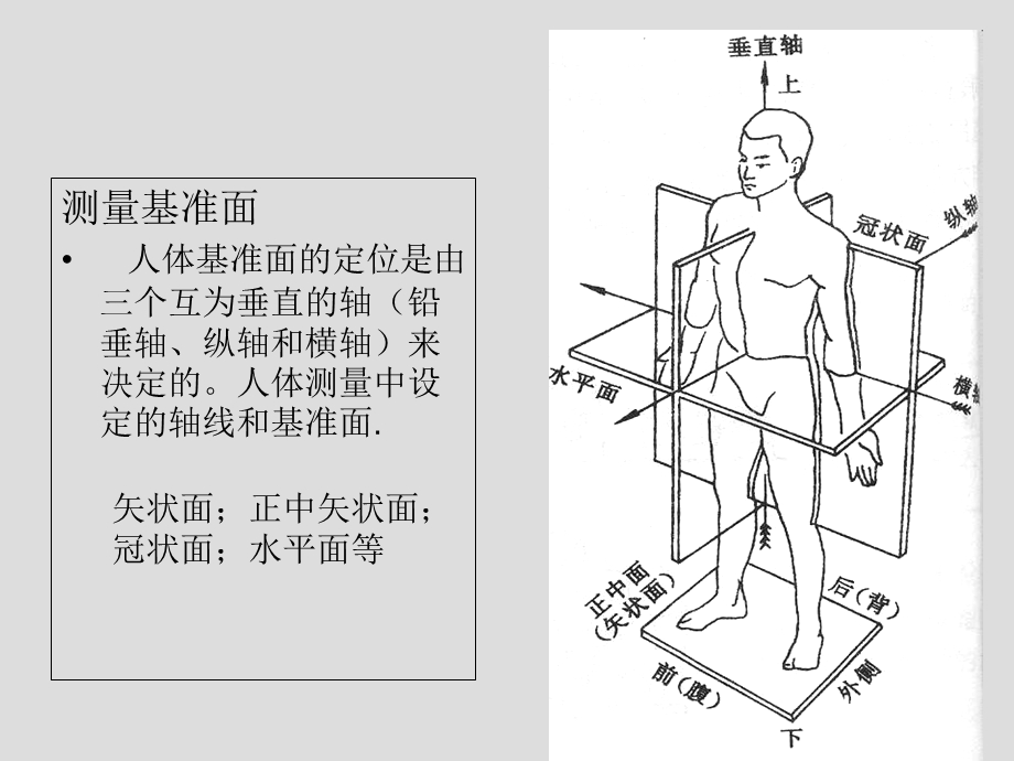 人体测量与人体尺寸.ppt_第3页