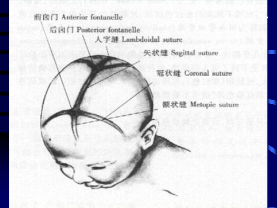 临床医学概论头颈部.ppt_第2页