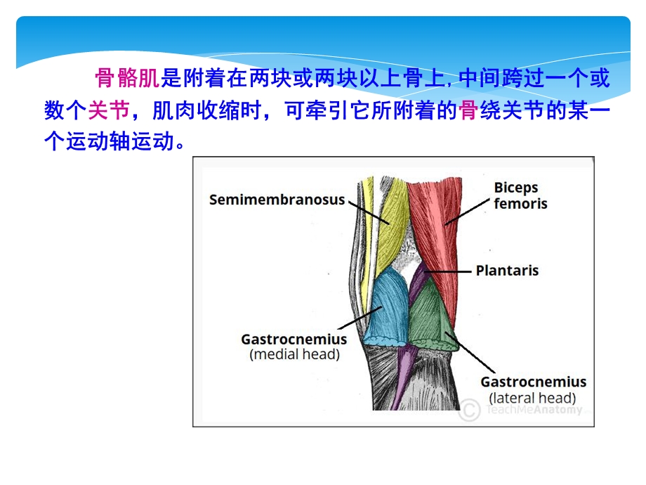 体育运动解剖学分析.ppt_第3页