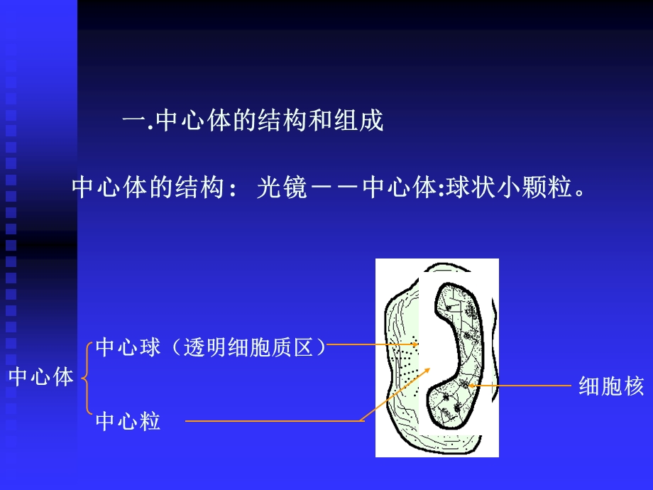 中心粒、鞭毛与纤毛.ppt_第3页