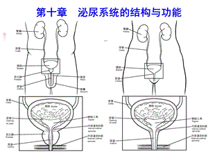 人体解剖生理学(泌尿系统).ppt