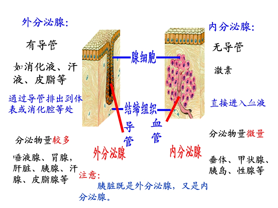 体液调节在维持稳态中的作用(中图版).ppt_第3页