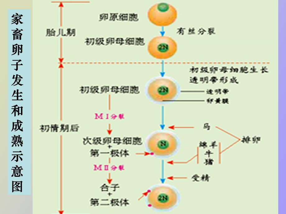 体内受精和早期胚胎发育习题用.ppt_第1页