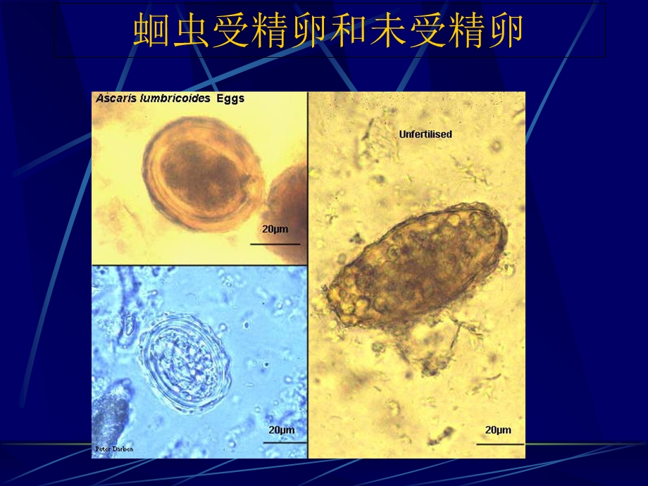 人体形态学形态复习.ppt_第2页