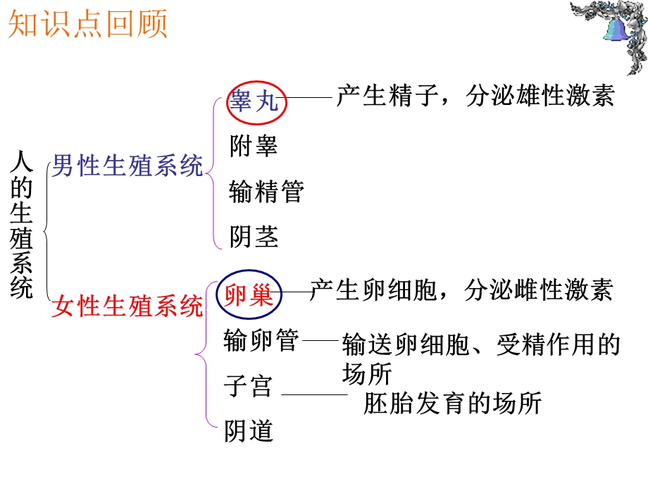 人的生殖和发育6ba.ppt_第2页