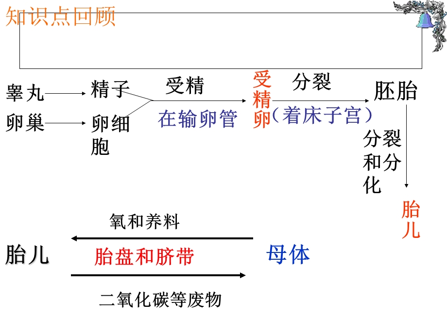 人的生殖和发育6ba.ppt_第3页