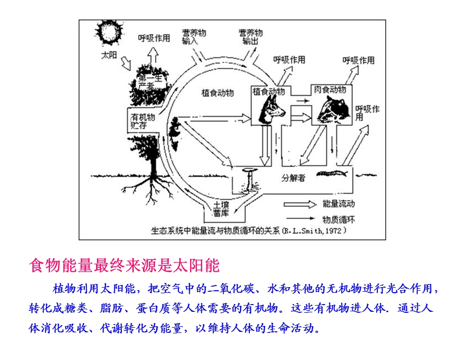 人体能量需求及必需营养素.ppt_第3页