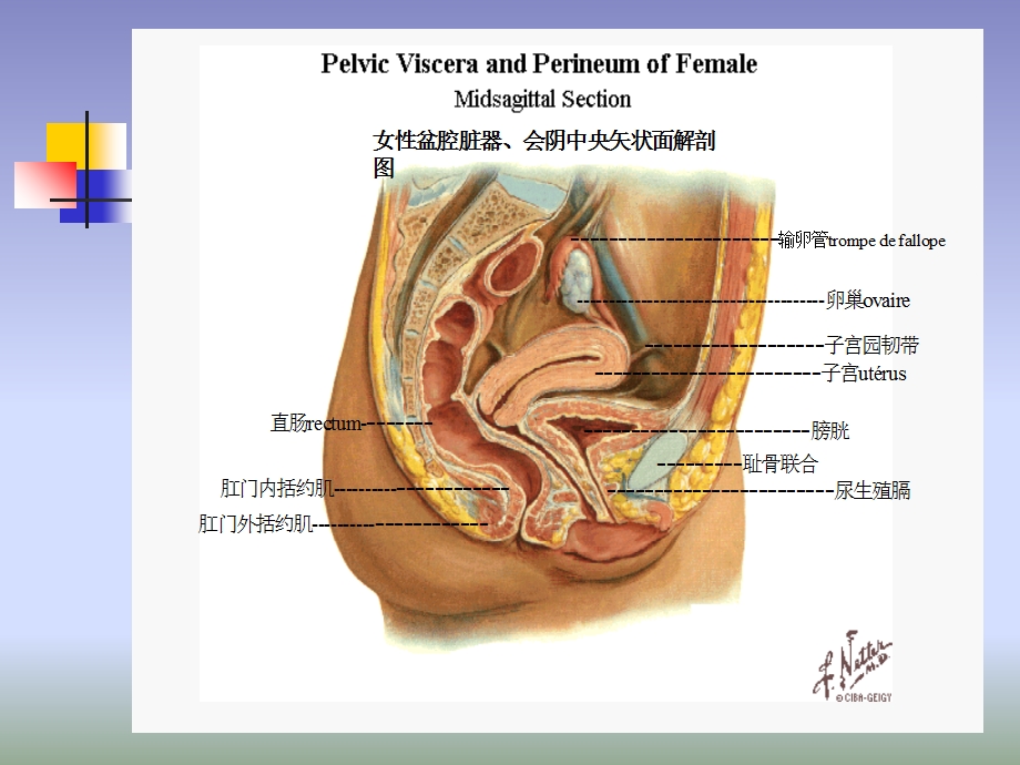 产后恢复及产后运动.ppt_第2页