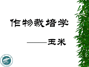 作物栽培学-玉米.ppt