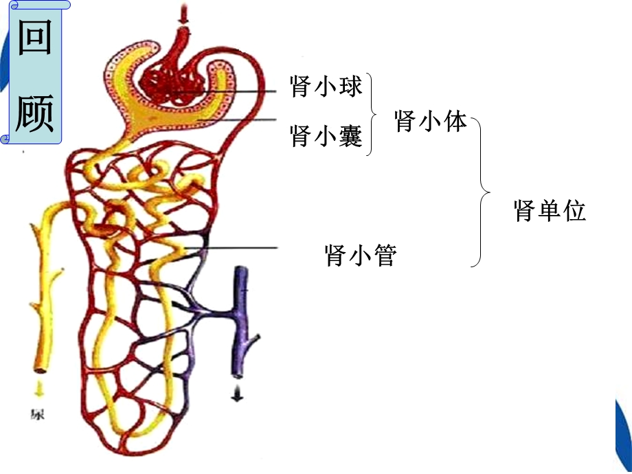 人体内尿液的形成和排出二公开.ppt_第3页