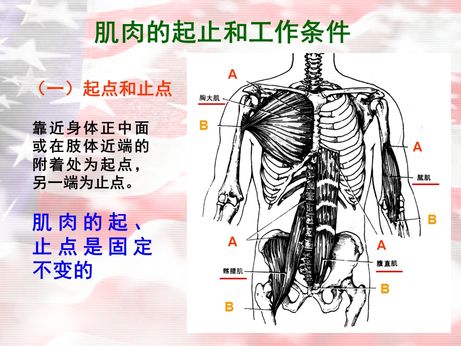 体育动作的解剖学分析.ppt_第3页