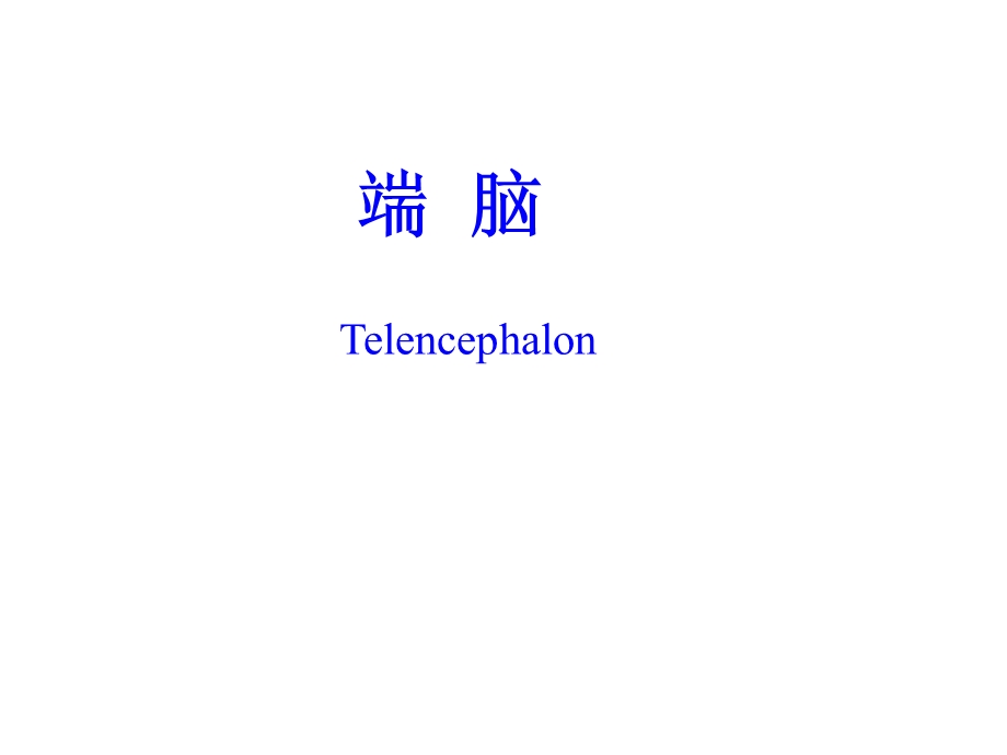 人体解剖学：端脑.ppt_第1页