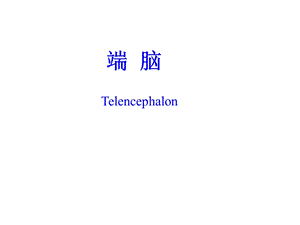 人体解剖学：端脑.ppt