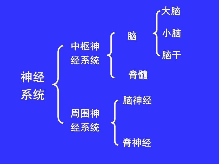 中枢神经系统系统解剖学.ppt_第2页