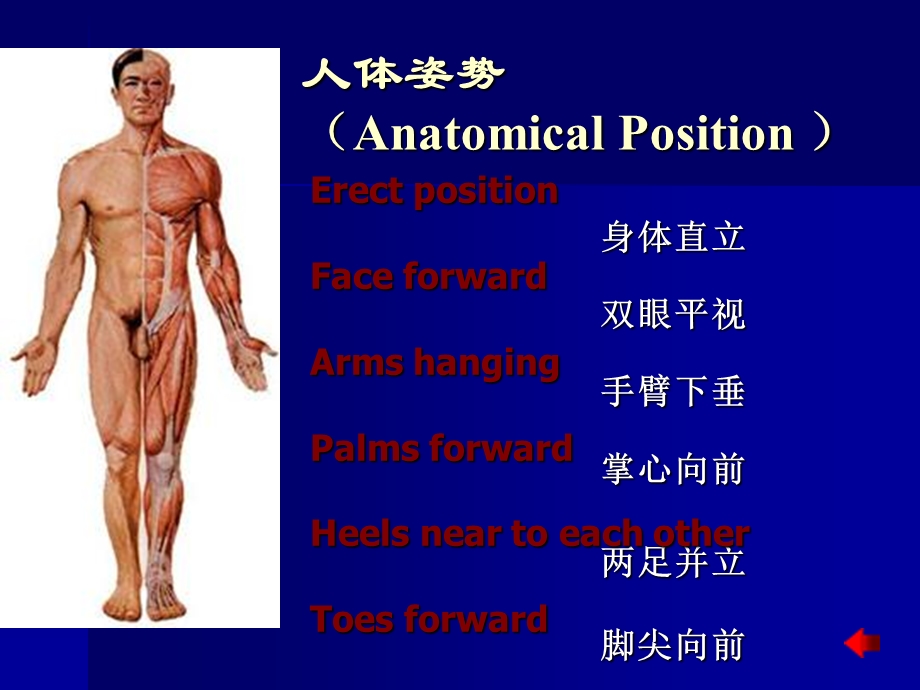 人体结构与生理.ppt_第3页