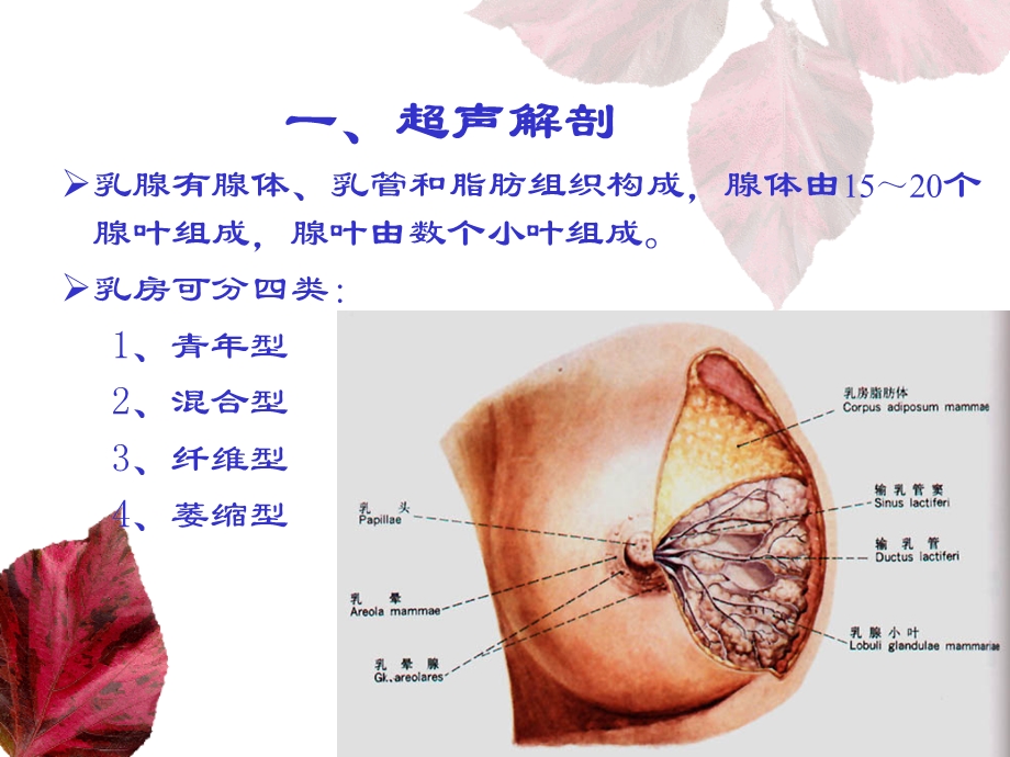 乳腺和甲状腺的超声学检查.ppt_第2页