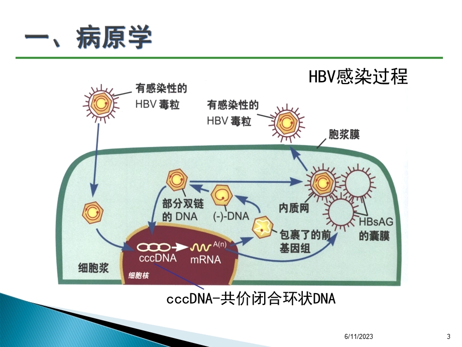 乙肝防治指南经典版要点.ppt_第3页