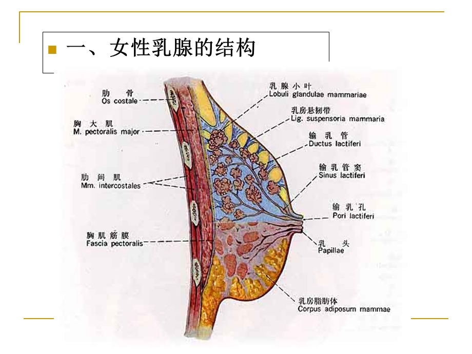 乳腺增生病讲座.ppt_第3页