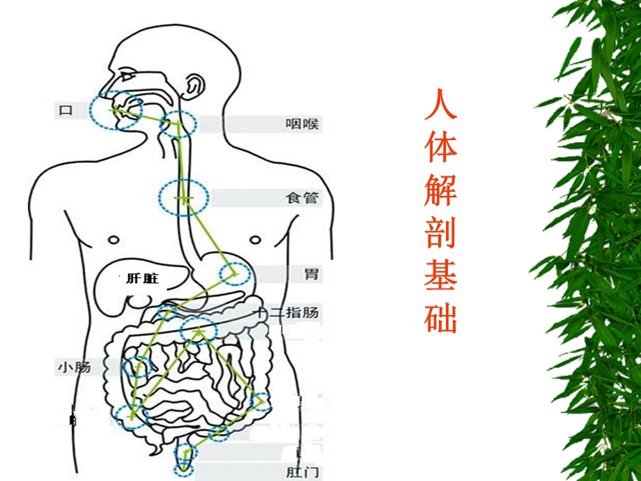 人体基础营养师相关知识.ppt_第2页