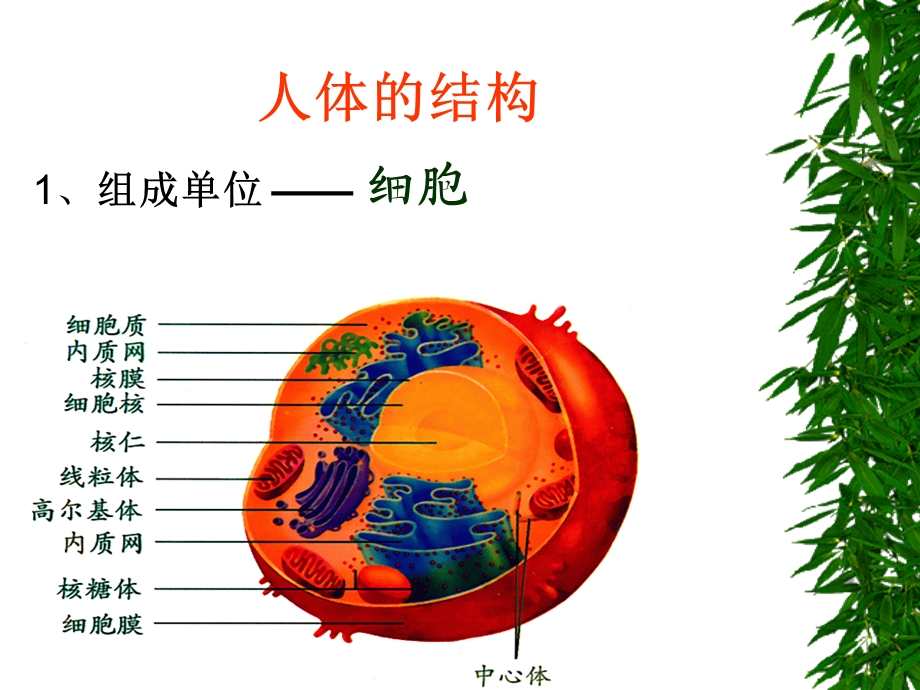 人体基础营养师相关知识.ppt_第3页