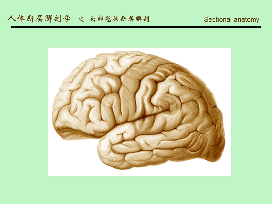 人体断面解剖学-头部冠状断层解剖.ppt_第2页