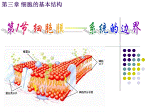 使用细胞膜系统的边界.ppt