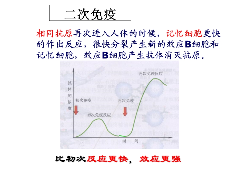 体液免疫与细胞免疫中图版.ppt_第3页