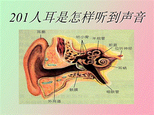 人耳是怎样听到声音.ppt