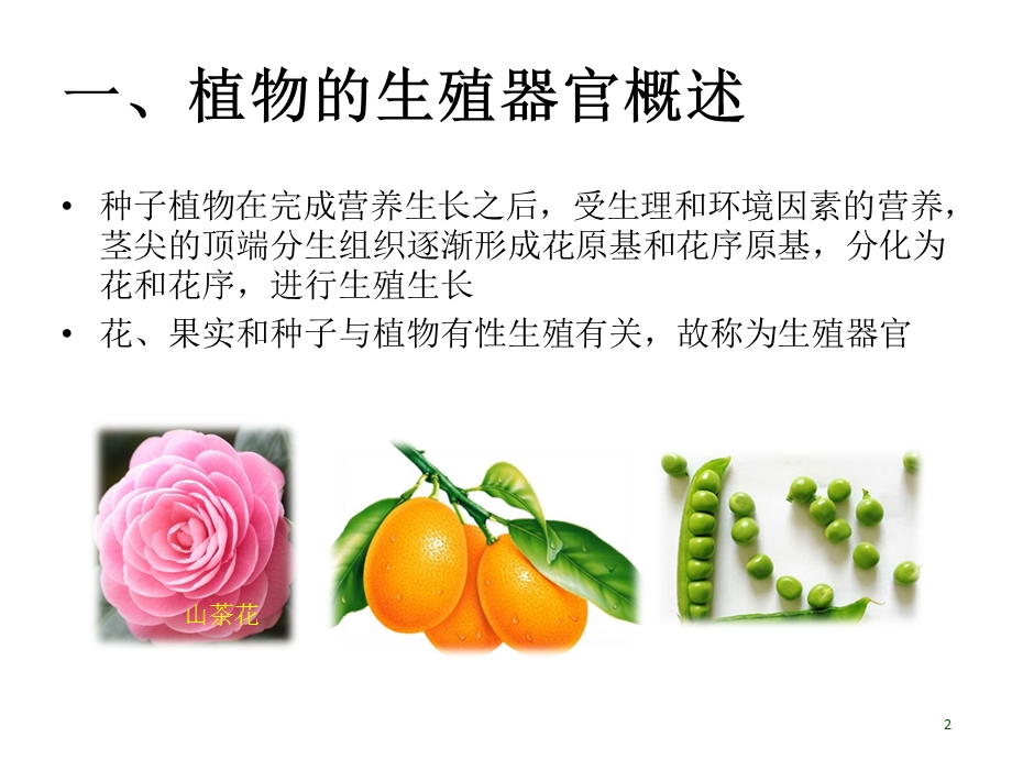 任务三植物生殖器官的识别.ppt_第2页