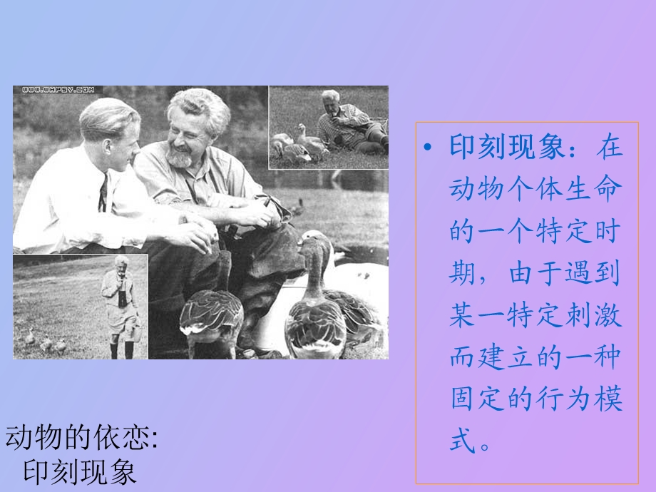 依恋理论心理学.ppt_第2页