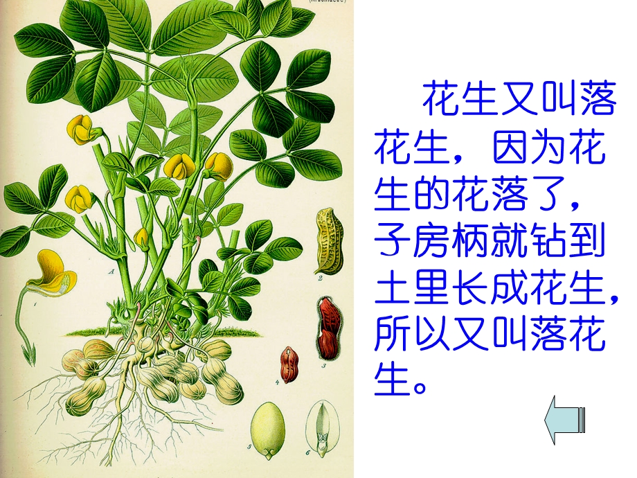 人教版语文五年级上册落花生.ppt_第3页