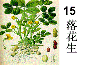 人教版语文五年级上册落花生.ppt