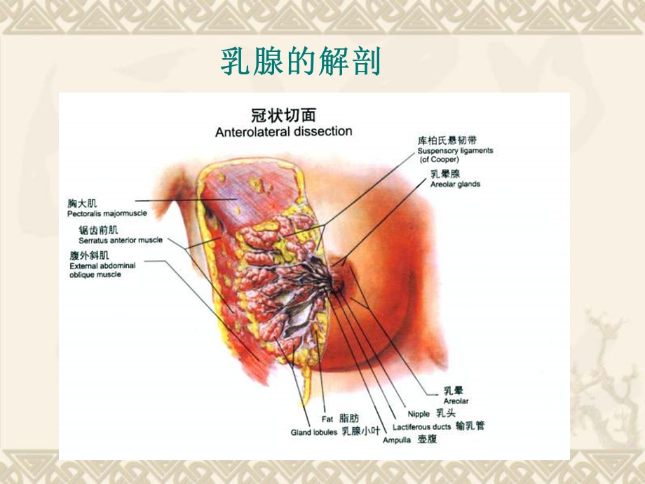 乳腺恶性肿瘤超声诊断于国放山东.ppt_第2页