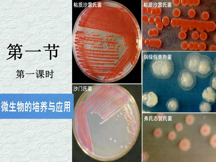 人教版教学课件微生物的实验室培养.ppt_第1页