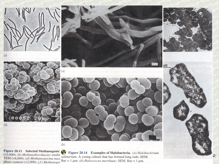 人教版教学课件微生物的实验室培养.ppt_第3页