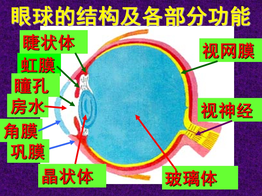 人眼看物体的原理.ppt_第3页