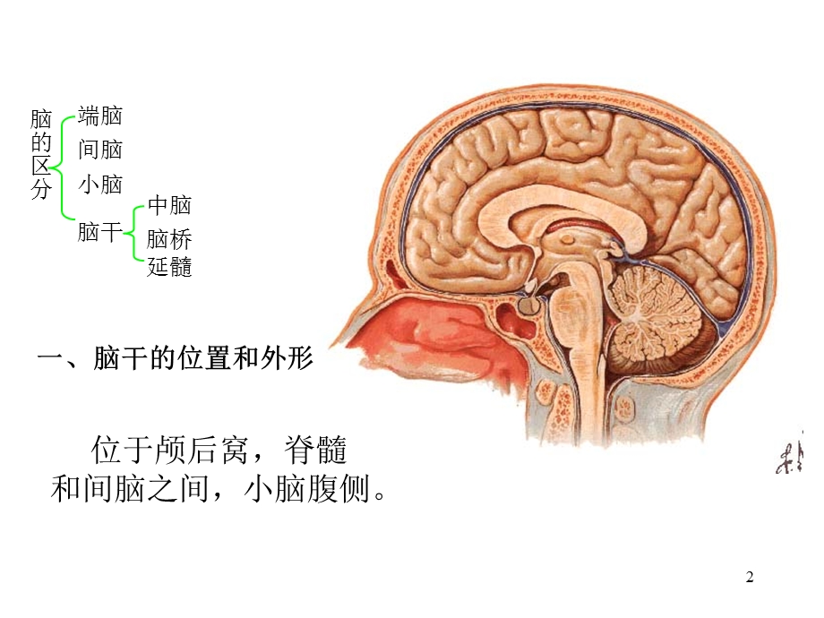 人体解剖学-脑干.ppt_第2页