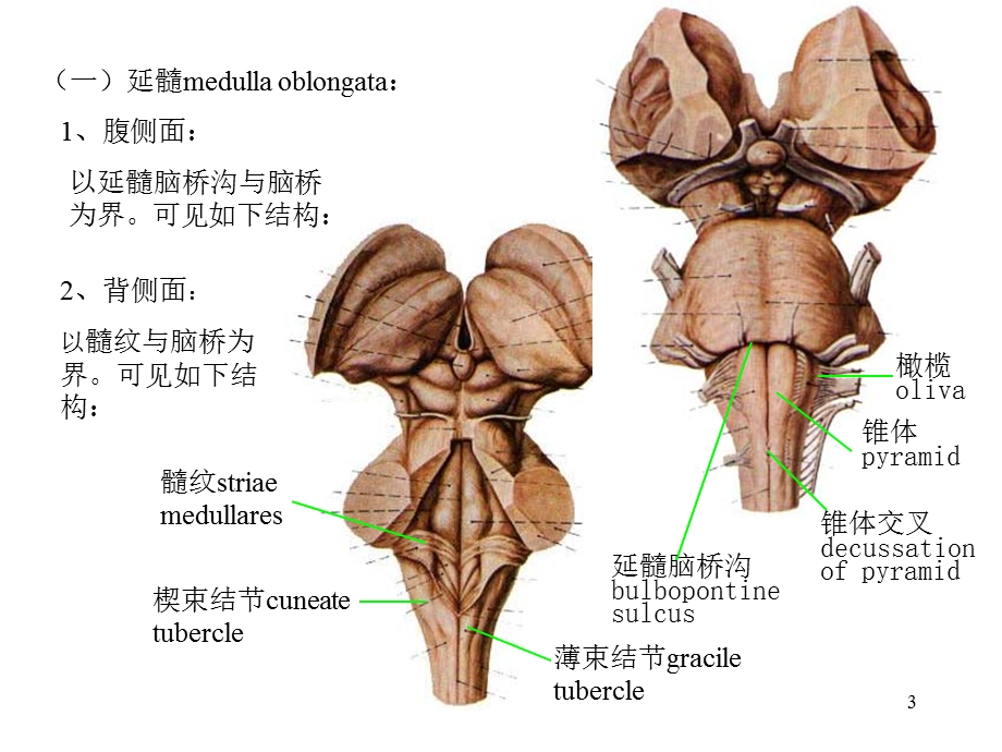 人体解剖学-脑干.ppt_第3页