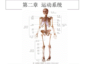 人体解剖学》课件第二章运动系统.ppt