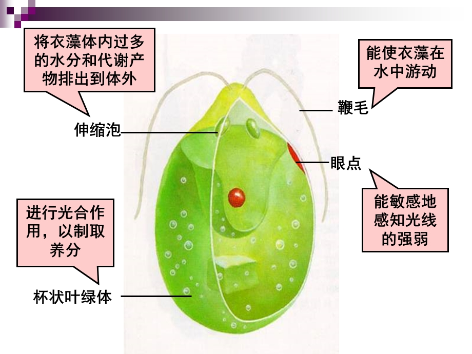 五节显微镜下各种生物.ppt_第3页